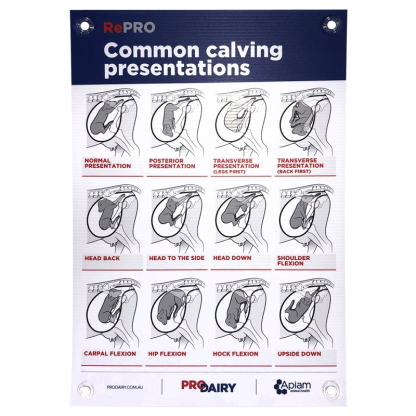 ProDairy Corflute A2 - RePRO Common Calving Presentations [Each]